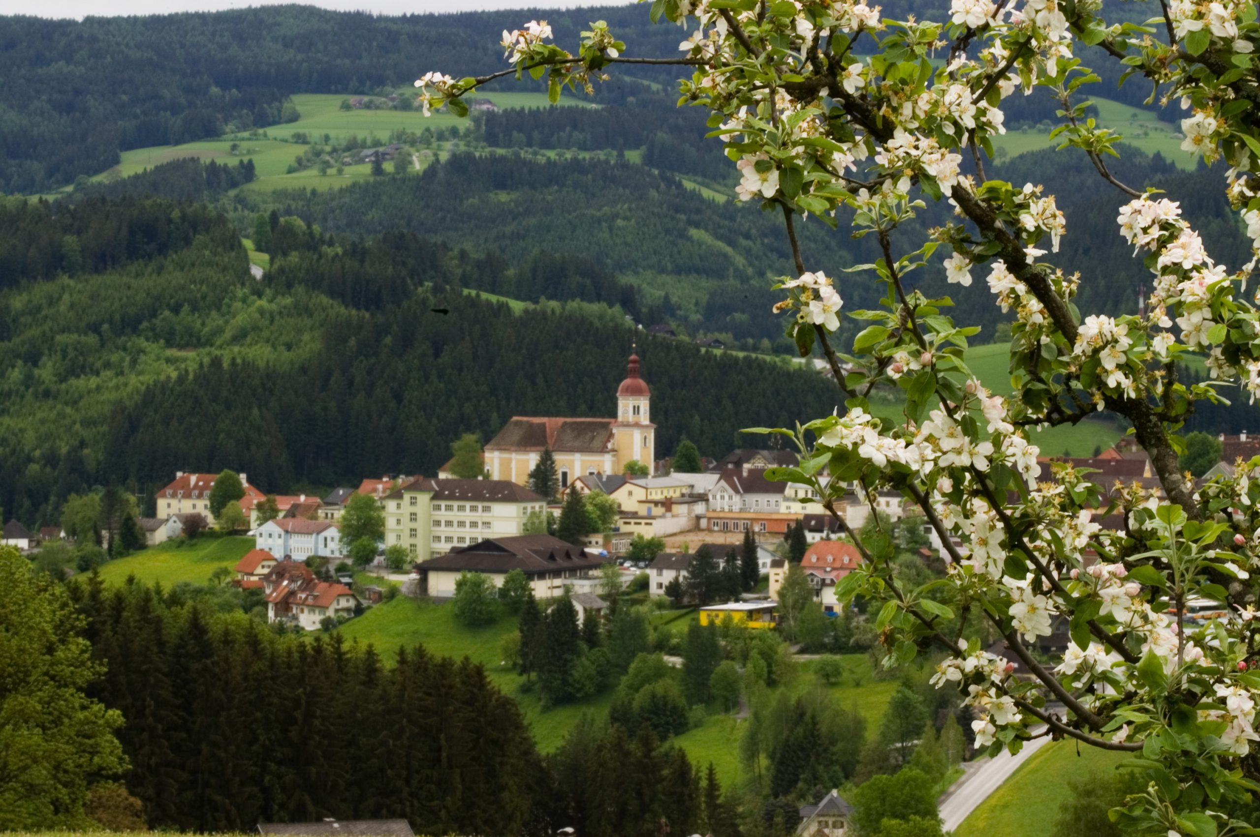 Blick durch Baumblüten auf das Birkfelder Zentrum