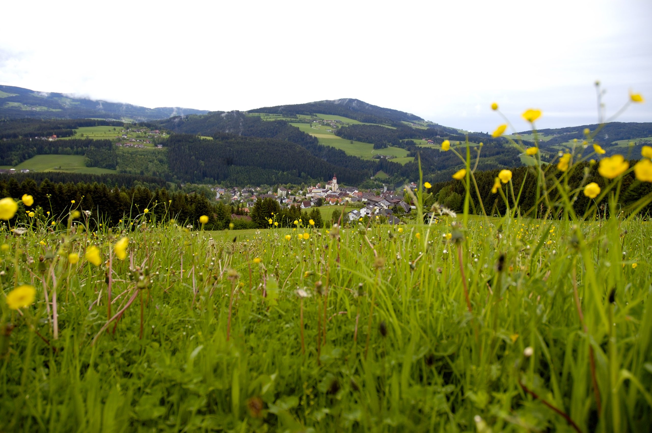 Wiese auf der Hahnenfuß blüht. Im Hintergrund liegt das Birkfelder Zentrum sowie zahlreiche Berge, die den Ort umgeben