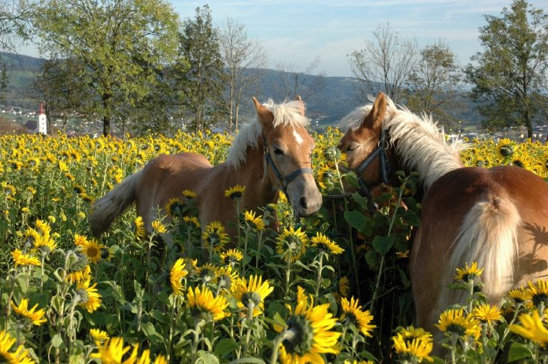 Das Bild zeigt zwei Pferde in einem Sonnenblumenfeld