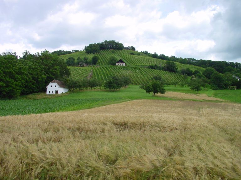 Das Bild zeigt Weingärten auf einem Hügel