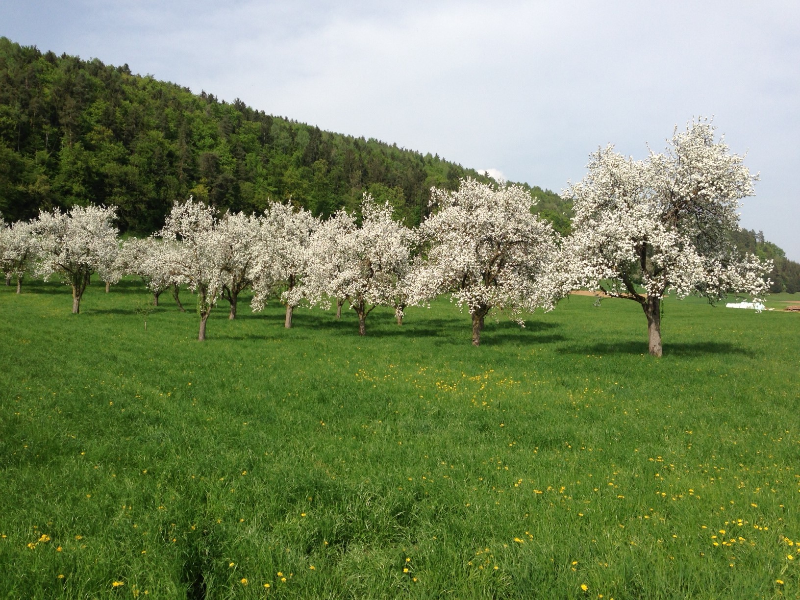 Blühende Gruppe von Apfelbäumen auf einer Wiese