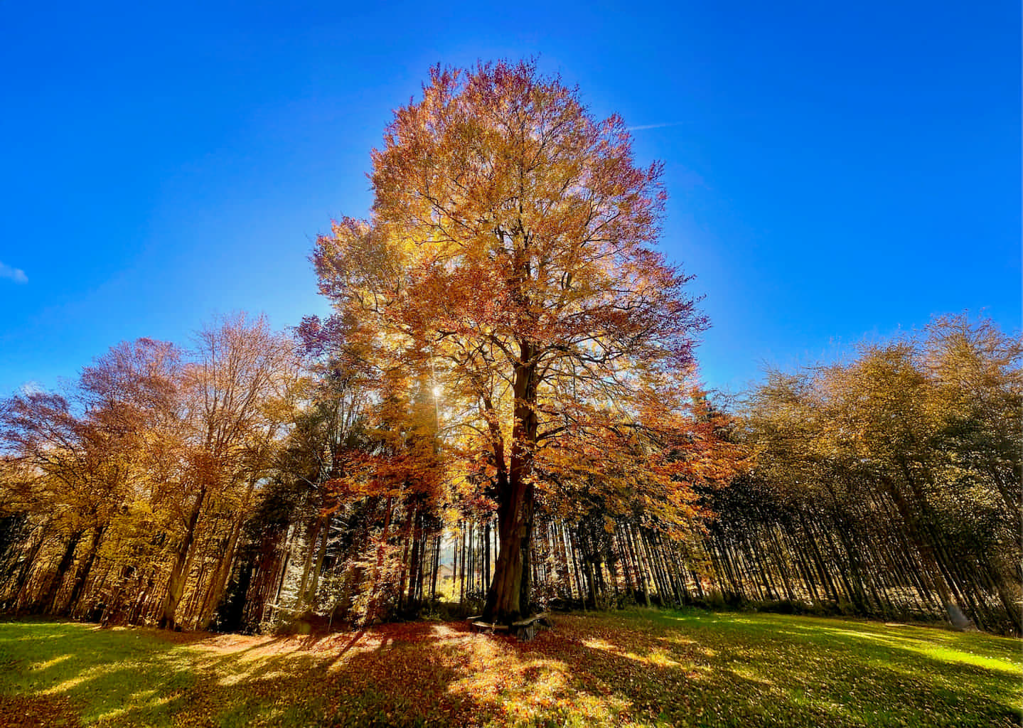 Buche mit orangenen Blättern wird von hinten von der Sonne angestrahlt
