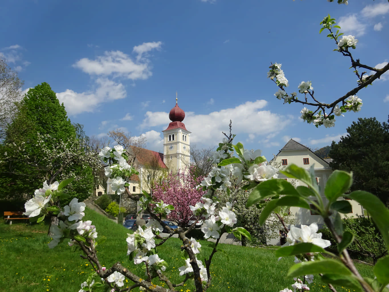 Blick auf die Kirche im Ort durch einen blühenden Baum
