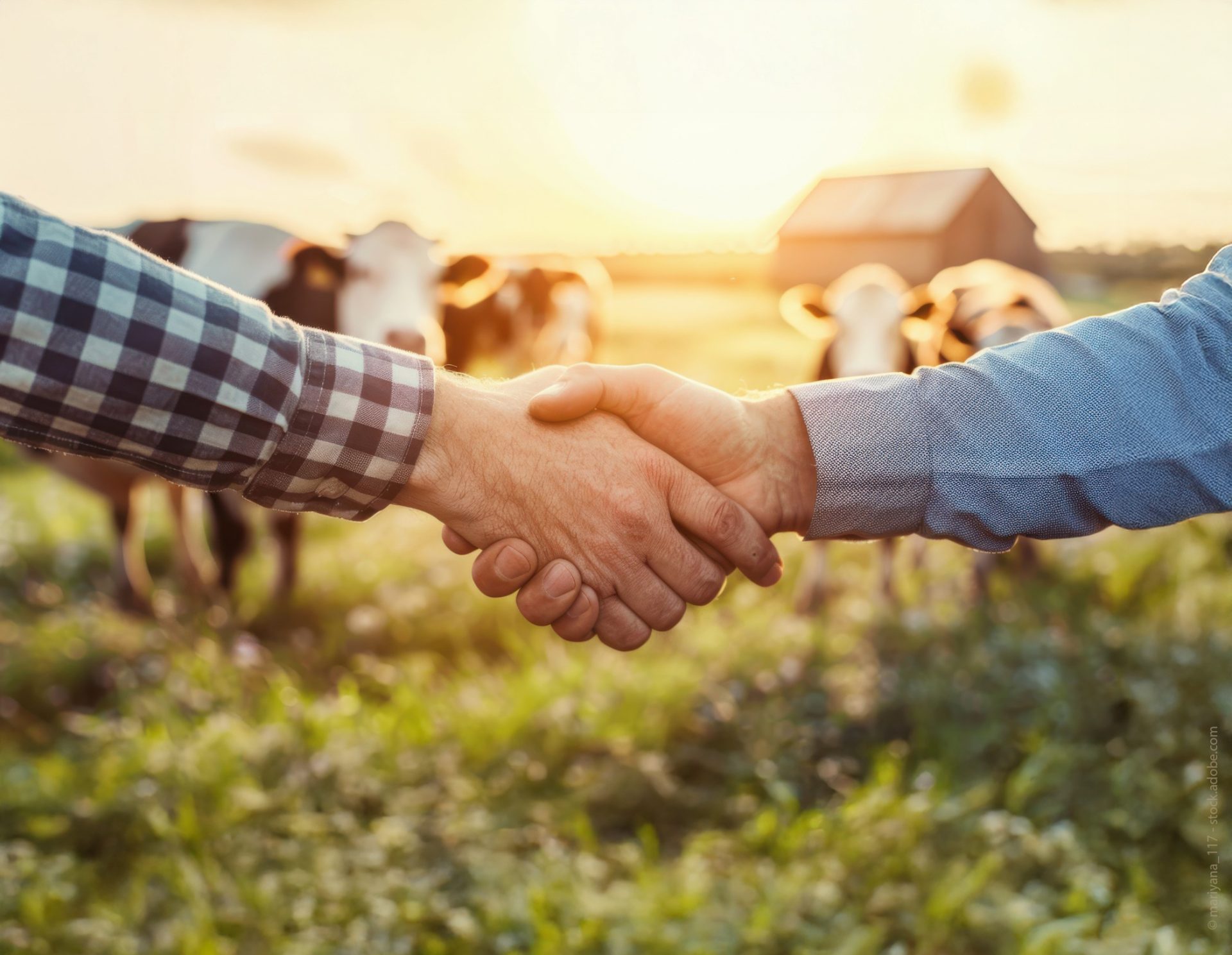 Thumbnail adobestock 1624127877 gekauft